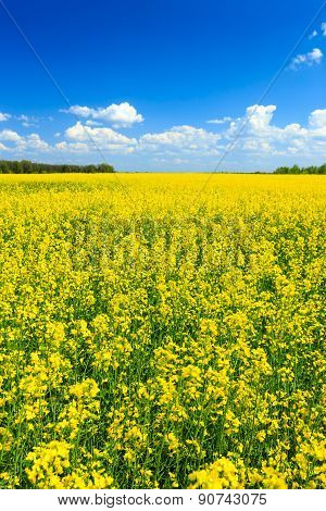 Rapeseed field