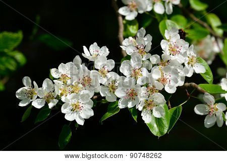 Spring. Pear Blossoms