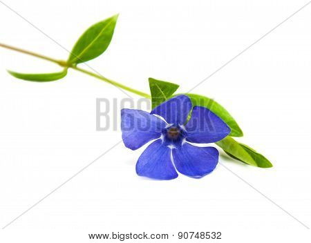 Perwinkle