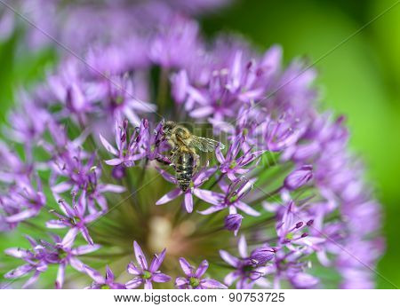 Alium