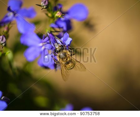 Lobelia