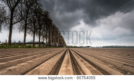 Plough Agriculture Field After Sowing