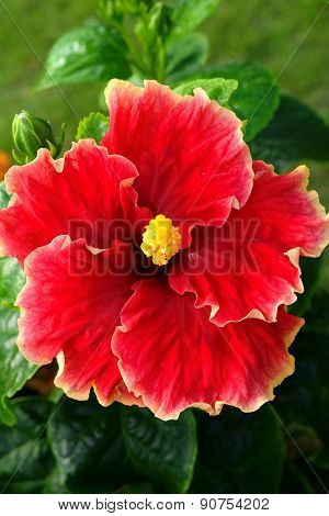 Single Macro Flower with natural Background