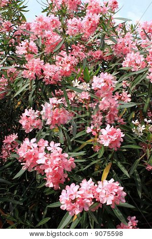 บุช oleander สีชมพูดอกไม้