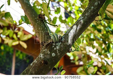 Venom Green Snake Is Eating Lizards