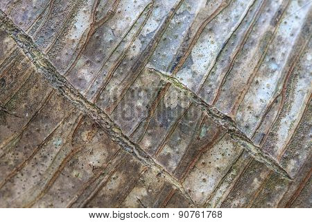 Background And Texture Bark Of Dracaena Tree
