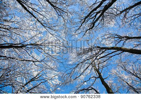 winter trees