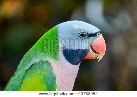 Parrot Tropical Bird