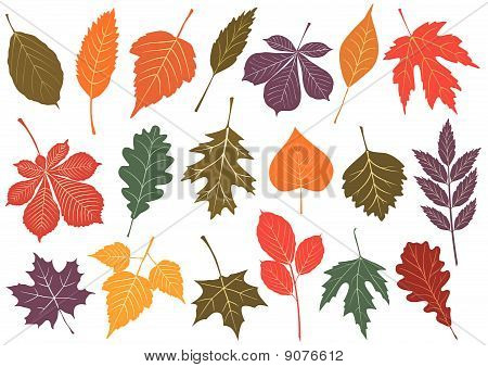 Ilustración de Vector conjunto de 19 hojas de otoño.