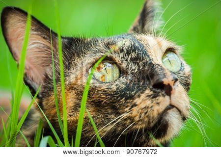 Cat Is Lying In The Garden.