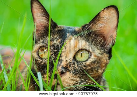 Cat Is Lying In The Garden.