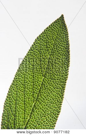 Salbei, isolated on white