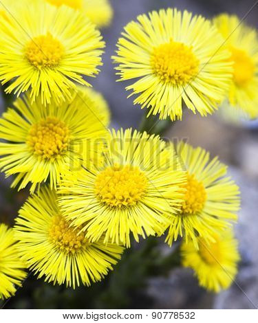 Yellow Coltsfoot Flowers (tussilago Farfara)