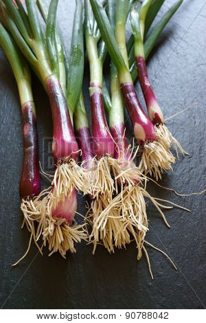 Red Fresh Spring Onions