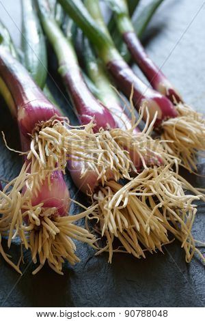 Close Up Of A Bunch Of Red Scallions