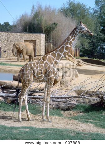 Giraffe1