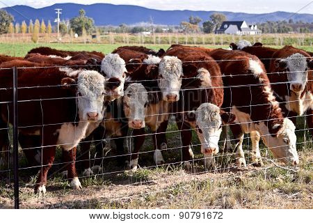 Cattle over the fence
