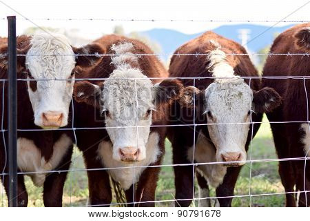 Curious Cow