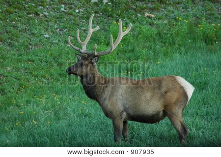 Nærbillede af en elg, taget i rocky mountain national park.