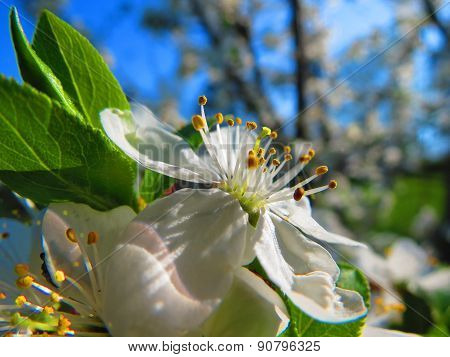 Blooming apple tree
