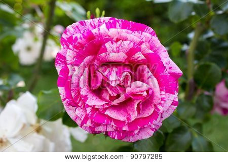 Close-up Of  A Species Of A  Climbing Rose Bicolour Called 