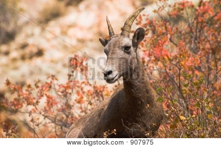 Ovelha Bighorn na cor de outono