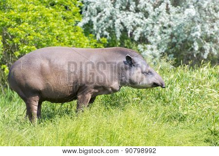 Lowland Tapir (tapirus Terrestris)
