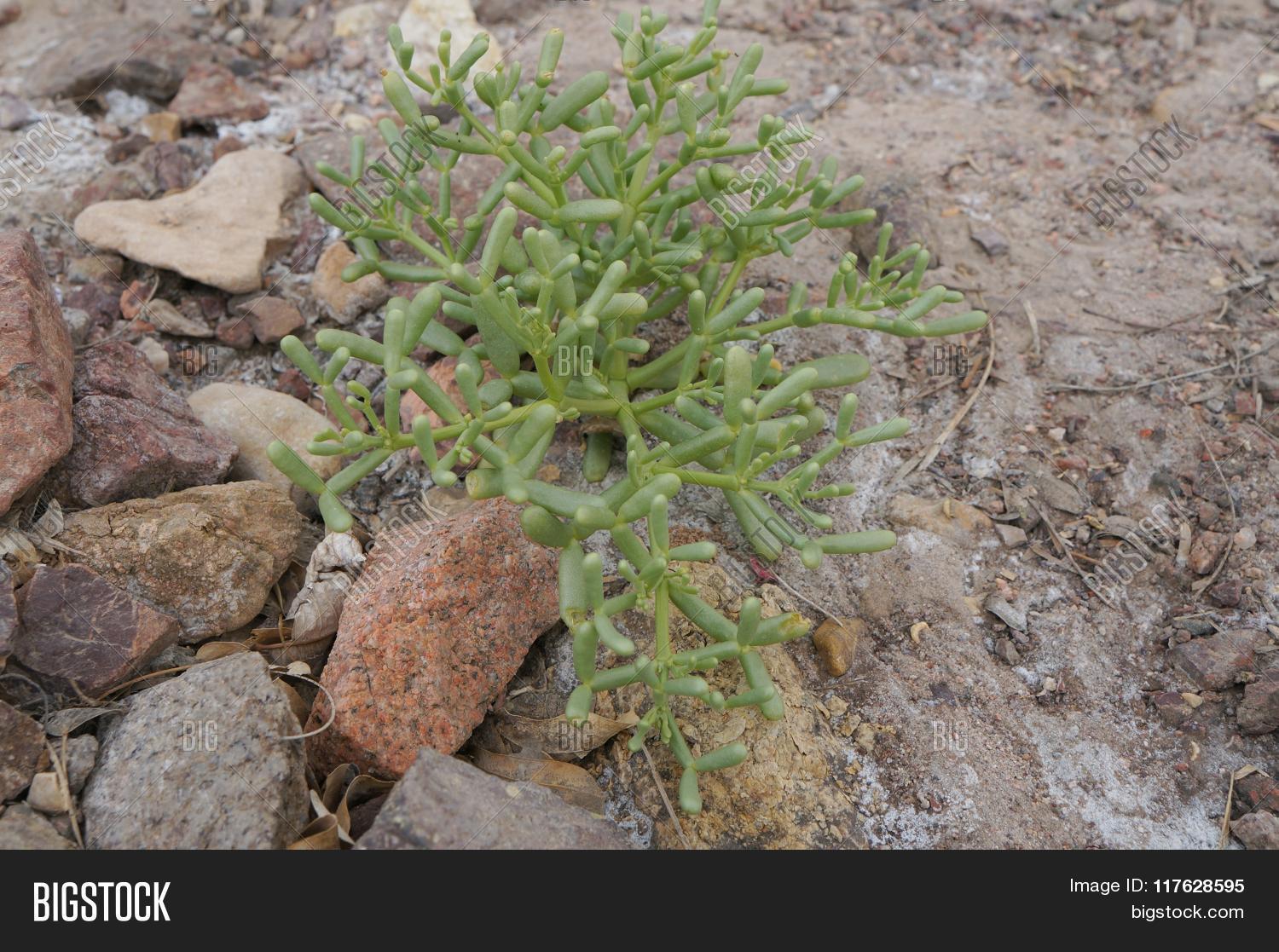 Green Desert Plant Image & Photo (Free Trial) Bigstock