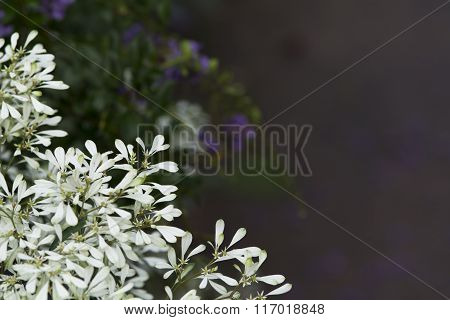 Abstract natural text box Pascuita flower backgrounds