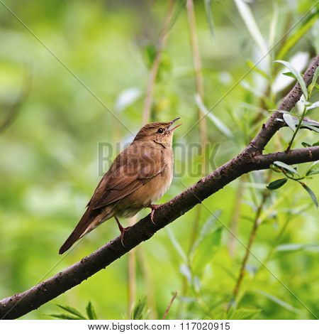 Singing Male Of The  River Warbler(locustella Fluviatilis) In Spring, Russia