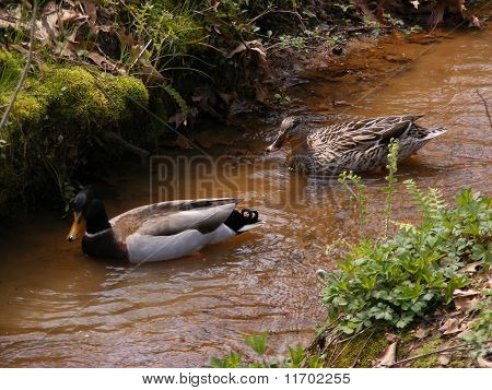 Stockente Enten in einem stream