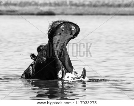 Big hippo with wide open mouth in the river