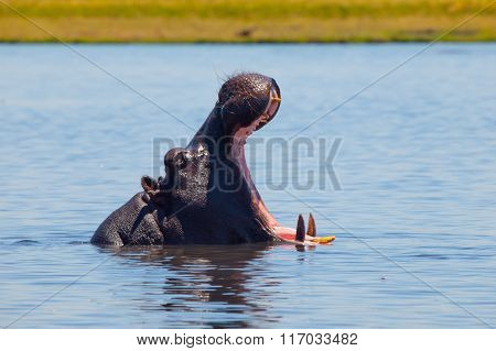 Big hippo with wide open mouth in the river