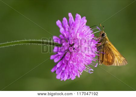 Orange Butterfly Resting And Green