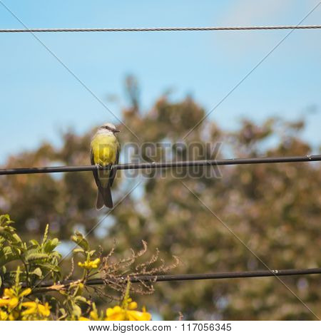 Tropical Kingbird