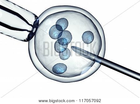 Egg Is Holding By A Pipet And A Neeldle
