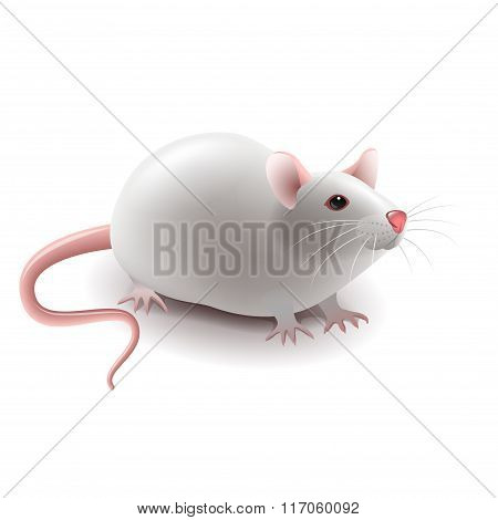 White Rat Isolated On White Vector