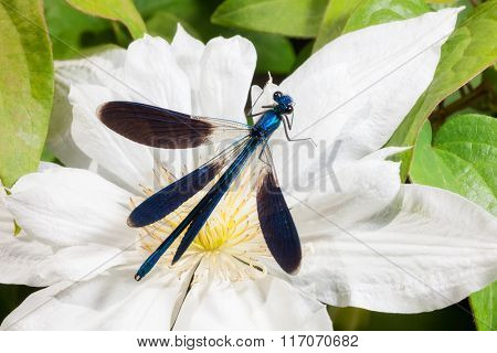 beautiful dragonfly on a flower. macro