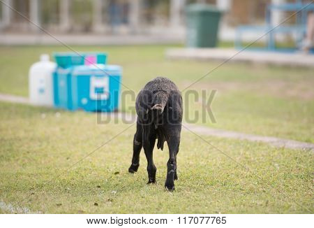 Behind Old Black Dog Walking In Stadium