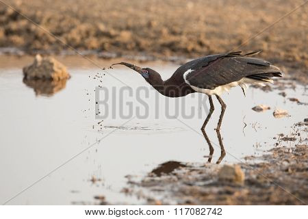 One Abdims Stork Drinking Water, Serengeti, Tanzania