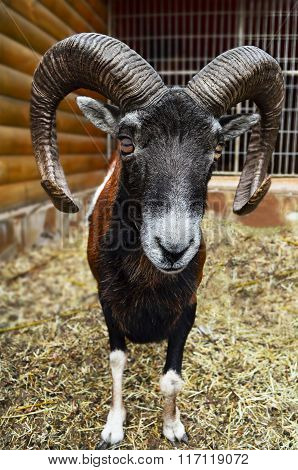 A European Mouflon Male In The Cage