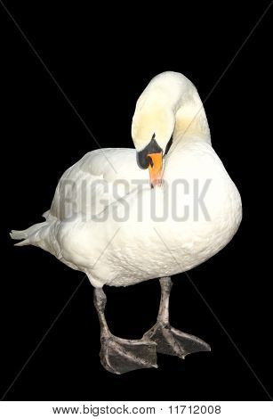 Cigno bianco