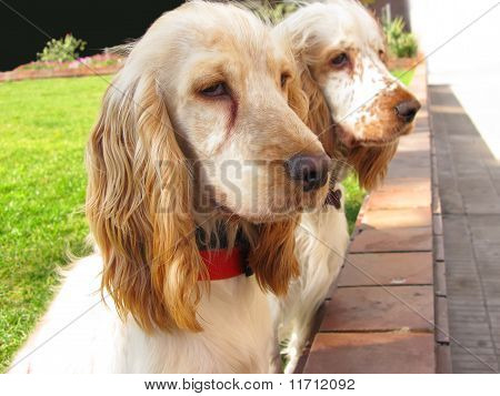 Cocker Spaniel cuccioli