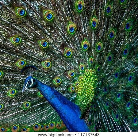 Peacock profile