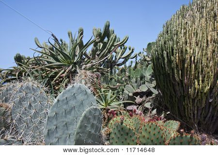 Cactusfield på La Palma, Kanariske Øer