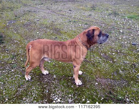 Boerboel, south african mastiff