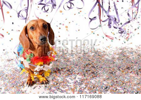 Sat dachshund at Carnival party - head up.