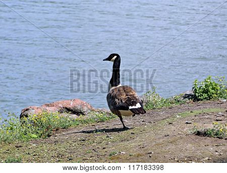 Barnacle Goose Standing On One Leg