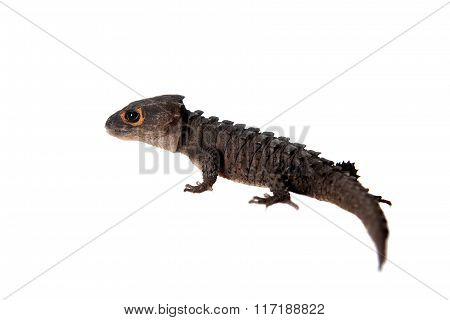 Red-eyed crocodile skinks, tribolonotus gracilis, on white