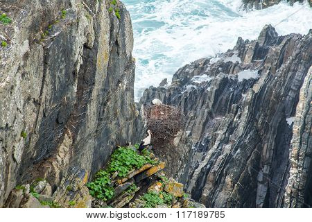 White Storks Nesting High In The Cliffs Coast Alentejo Portugal
